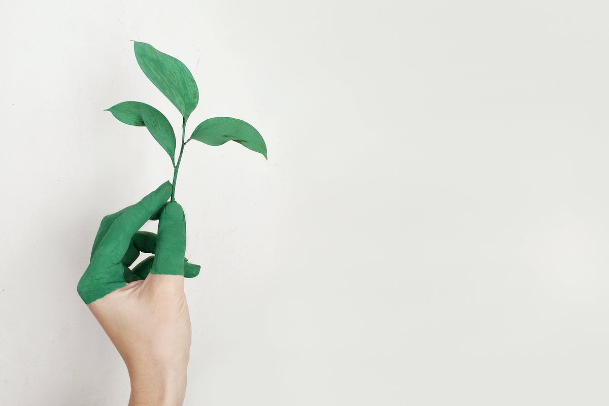 erson's Left Hand Holding Green Leaf Plant